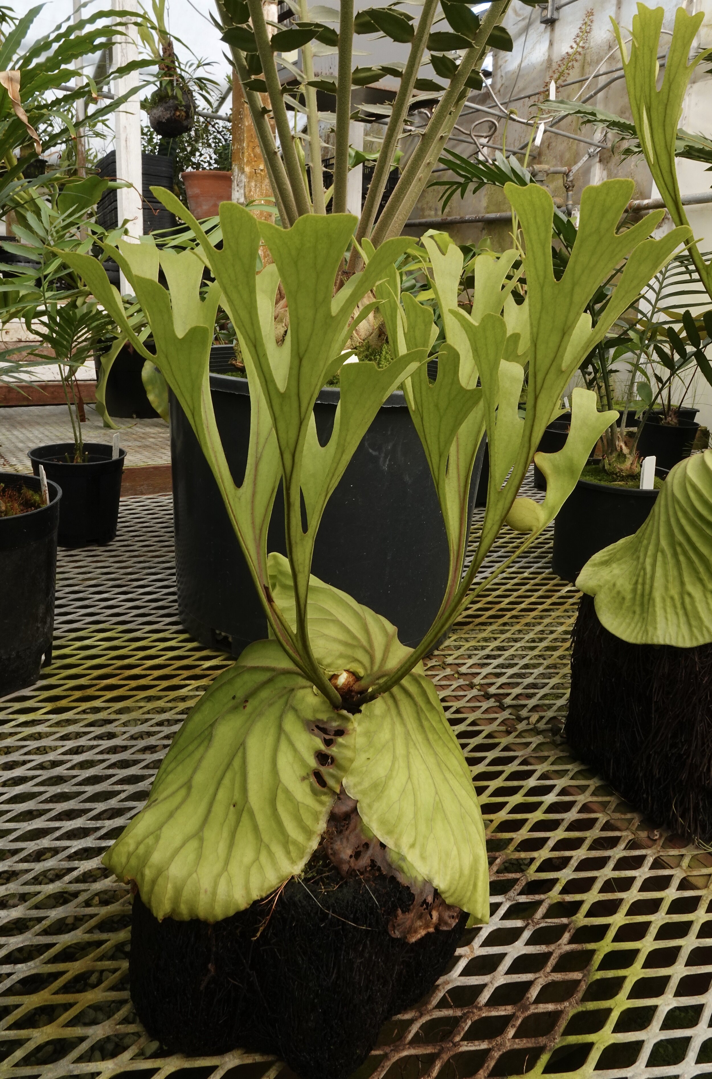 Ridley's Staghorn Fern - Platycerium ridleyi</em> — Exotica Ridley's Staghorn Fern - Platycerium ridleyi</em> — Exotica